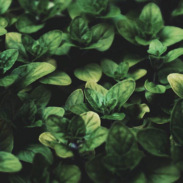 Basil Compantion Plants Original Mothers Company