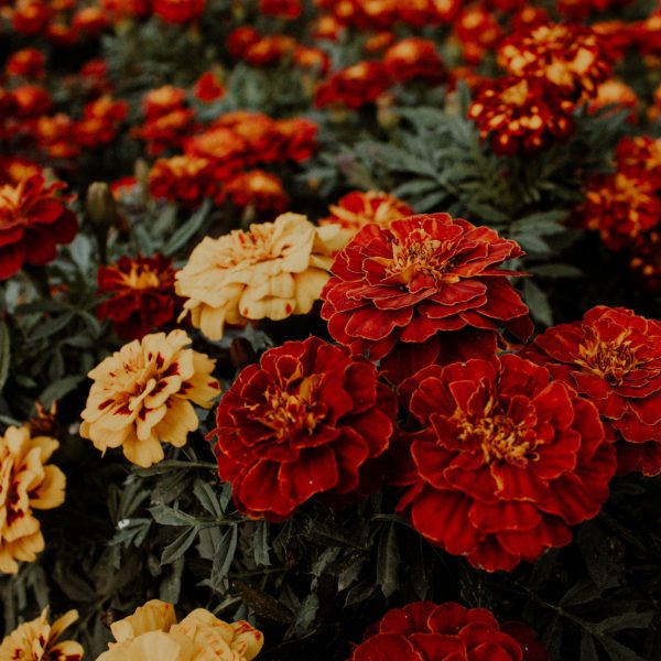 Marigold
