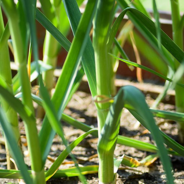 Garlic