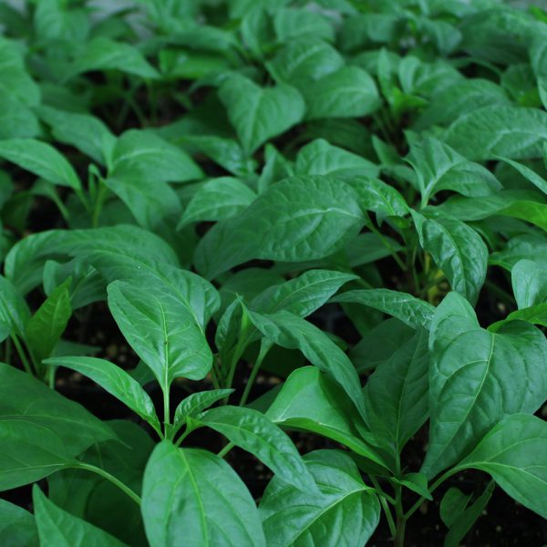Cayenne Pepper Companion Plants Original Mothers Company