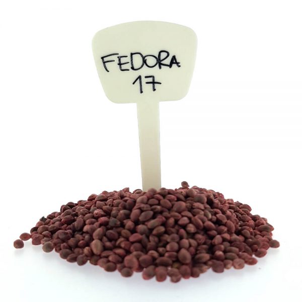 Fedora 17 CBD/Hemp Seeds Original Mothers Company