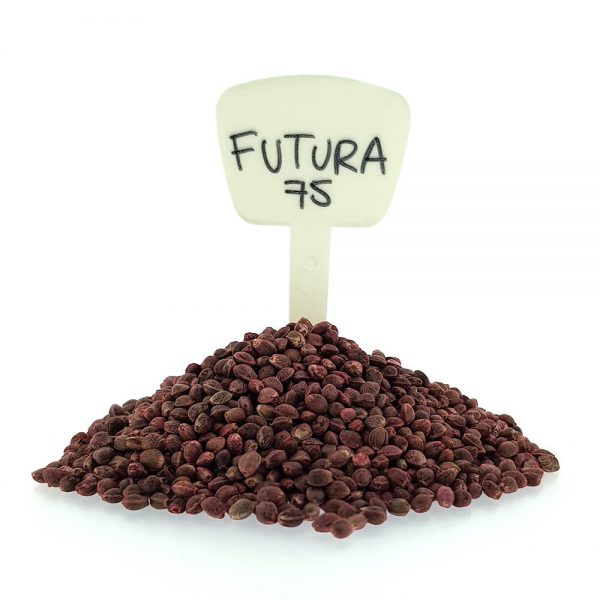 Futura 75 CBD/Hemp Seeds Original Mothers Company