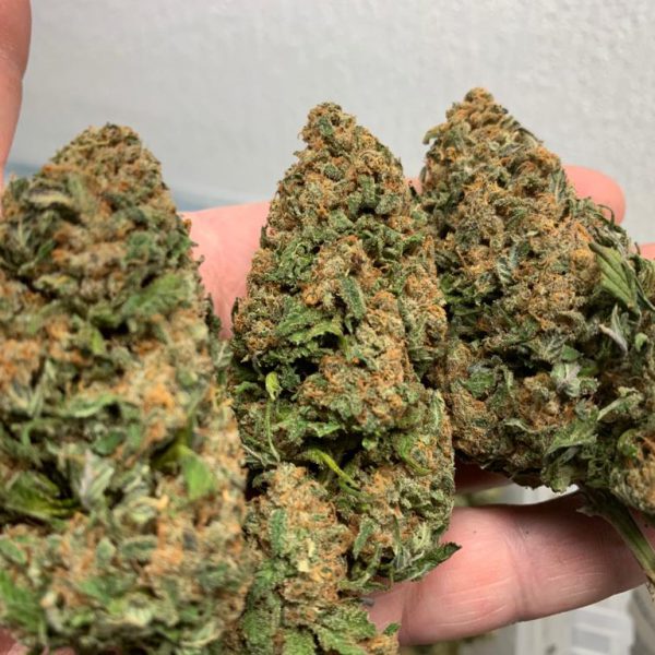 Harlequin CBD/Hemp Seeds OMC