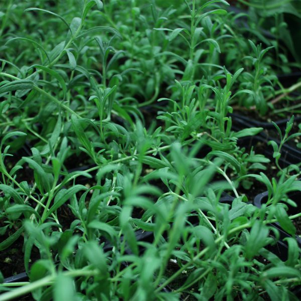 Lavender Companion Plants Original Mothers Company