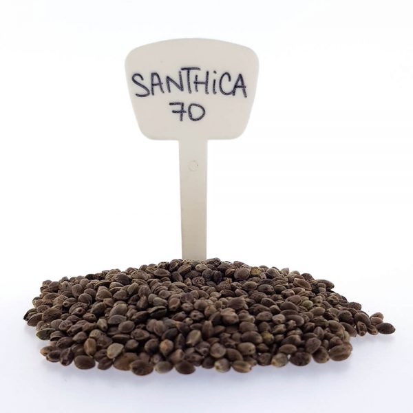 Santhica 70 CBD/Hemp Seeds Original Mothers Company