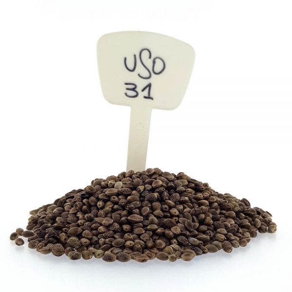 USO 31 CBD/Hemp Seeds Original Mothers Company