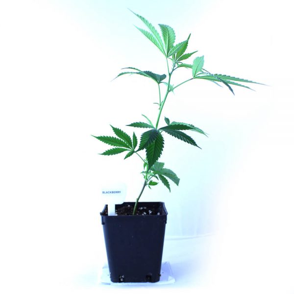 Blackberry Cannabis Clones Original Mothers Company