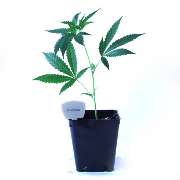 Blueberry Cannabis Clones Original Mothers Company