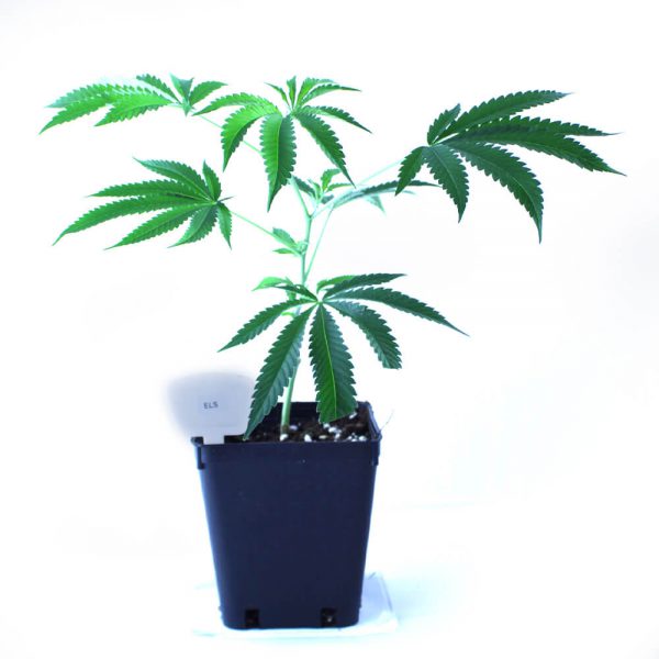 Els Cannabis Clones Original Mothers Company