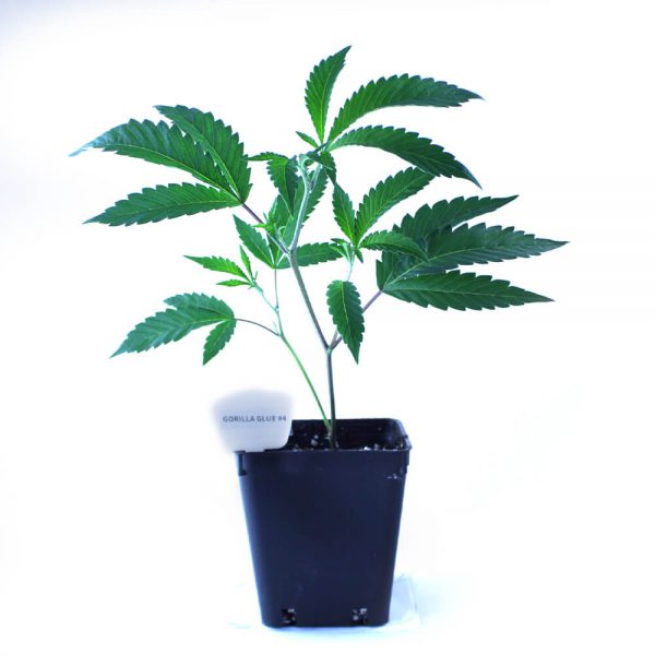 Gorilla Glue #4 Cannabis Clones Original Mothers Company