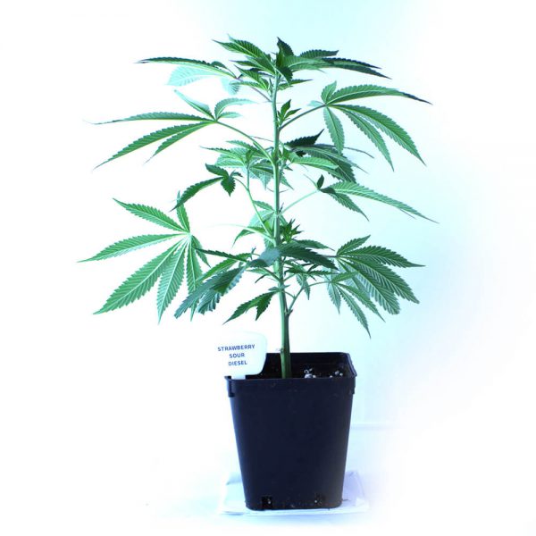 Strawberry Sour Diesel Cannabis Clones Original Mothers Company