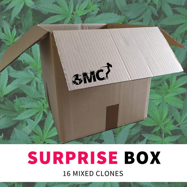 Suprise Box 16-pack - Original Mothers Company